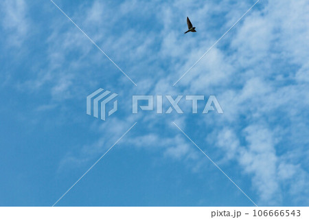 高速で空を飛ぶツバメ 106666543