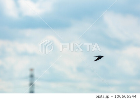高速で空を飛ぶツバメ 106666544