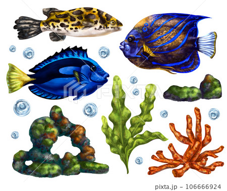 A marine set of colorful tropical fish, corals, algae, rocks and bubbles. Underwater wild world, digital illustration on a white background. For packaging, posters, postcards, souvenirs 106666924