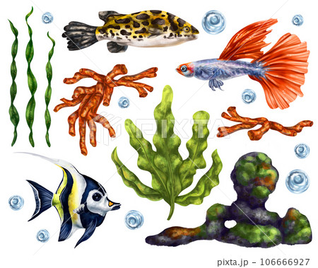 A marine set of colorful tropical fish, corals, algae, rocks and bubbles. Underwater wild world, digital illustration on a white background. For packaging, posters, postcards, souvenirs 106666927