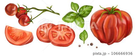 A set of ripe red tomatoes. Fruits of vegetables, slices, basil leaves, peppers. Digital illustration on a white background. Farmer's harvest of healthy organic products. For menus, business cards A set of ripe red tomatoes. Fruits of vegetables, slices, basil leaves, peppers. Digital illustration on a white background. Farmer's harvest of healthy organic products. For menus, business cards 106666936