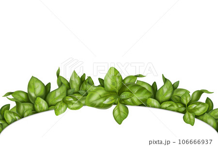 Round frame made of fresh basil bunches. Herbs, spices, ingredients. Digital illustration on a white background. For packaging design, postcards, prints, textiles, jewelry Round frame made of fresh basil bunches. Herbs, spices, ingredients. Digital illustration on a white background. For packaging design, postcards, prints, textiles, jewelry 106666937