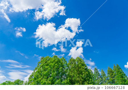 大空と樹木  背景素材 106667128