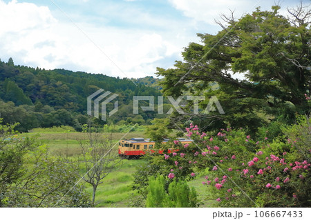 小湊鐵道「8月末の百日紅の花咲く石神の花畑風景」 106667433