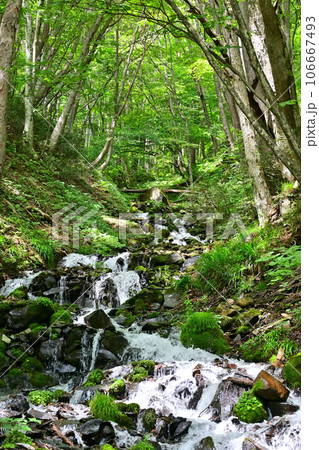 新緑の中、勢いよく流れる渓流（滝）　強清水の滝　群馬県　沼田市（潜流瀑） 106667493