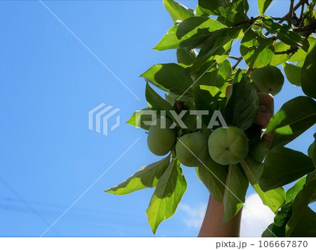 まだ青い柿の実と青空 まだ青い柿の実と青空 106667870