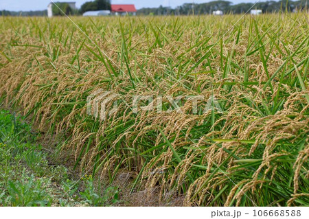 【動画あり】稲作風景・9月・収穫前 106668588