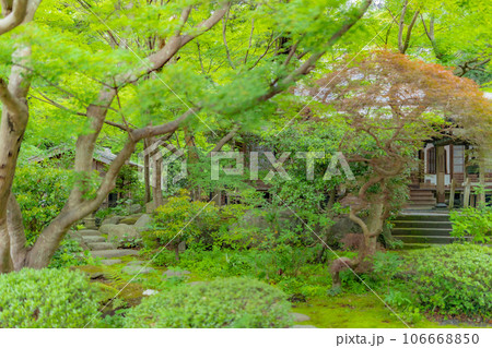 【神奈川県】新緑に包まれる覚園寺境内　※撮影協力「覚園寺」プロパティリリース取得済 106668850