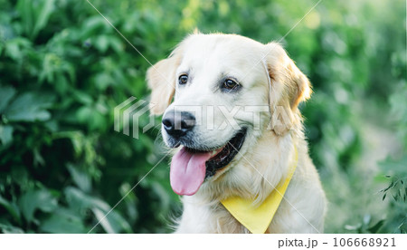 Lovely young golden retriever dog 106668921