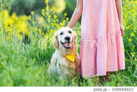 Cute golden retriever dog Cute golden retriever dog 106668922