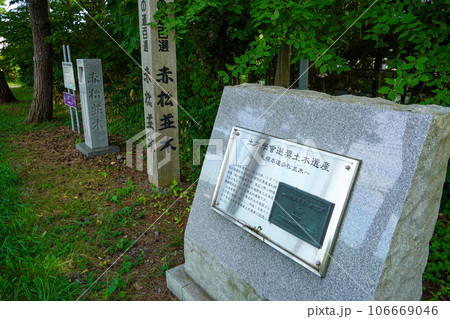 赤松並木(赤松街道・国道5号線) 赤松並木(赤松街道・国道5号線) 106669046