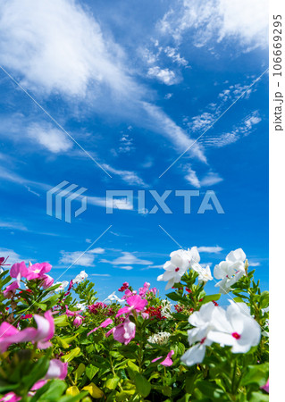 淡路島 東浦周辺の風景 106669295