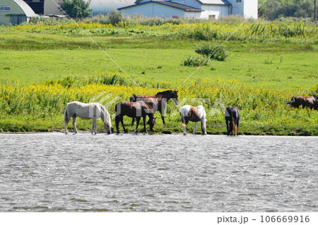 茨戸川の水を飲む馬 106669916