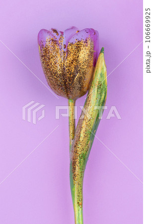 A beautiful flower covered with gold paint on a pink background. Golden tulip isolated. 106669925