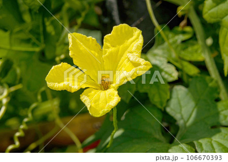 黄色いゴーヤの花 106670393