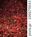 紅葉の絨毯 106670643