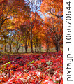 紅葉の絨毯 106670644