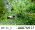 鴨と緑の沼 106670652