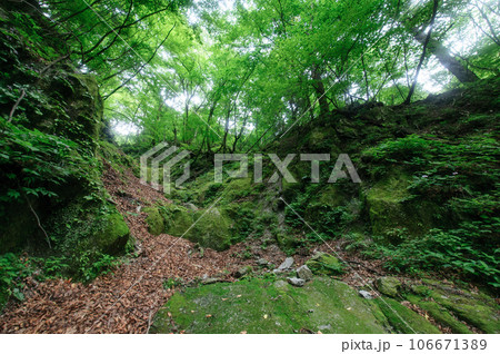 苔に覆われた登山道 106671389