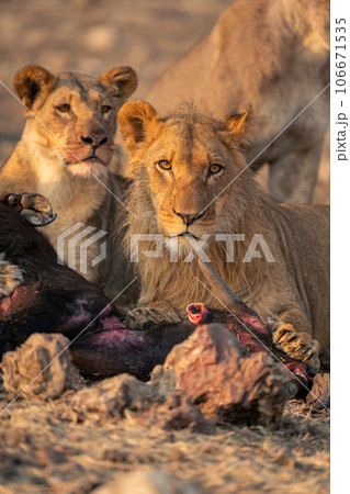 Male and female lions lie with carcase Male and female lions lie with carcase 106671535