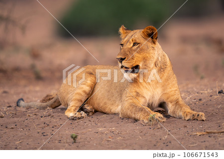 Lioness lies on sandy slope turning head Lioness lies on sandy slope turning head 106671543