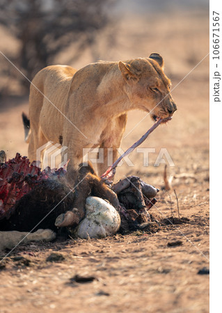 Lioness stands ripping guts from buffalo carcase 106671567