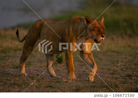 Lioness with catchlight crosses floodplain lifting foot Lioness with catchlight crosses floodplain lifting foot 106671580