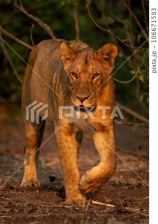 Lioness with catchlights walks past leafy bushes Lioness with catchlights walks past leafy bushes 106671583