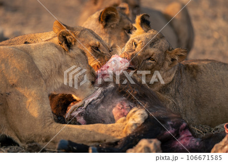 Lionesses lie chewing on Cape buffalo carcase Lionesses lie chewing on Cape buffalo carcase 106671585