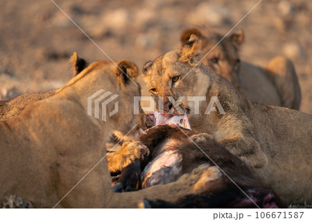 Lionesses lie feeding on Cape buffalo carcase Lionesses lie feeding on Cape buffalo carcase 106671587