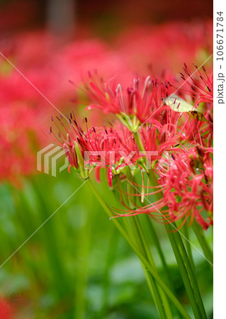 彼岸花 106671784