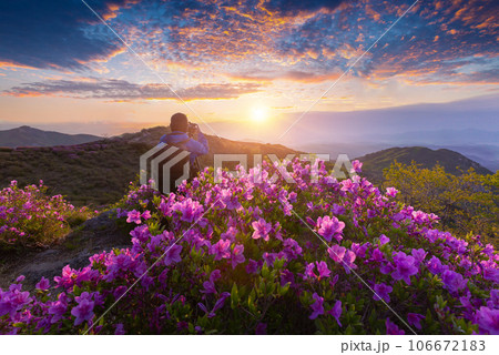 A man is taking the pictures of the first light in Morning and spring view of pink azalea flowers at Hwangmaesan Mountain with the background of sunlight and foggy mountain range near Hapcheon-gun, A man is taking the pictures of the first light in Morning and spring view of pink azalea flowers at Hwangmaesan Mountain with the background of sunlight and foggy mountain range near Hapcheon-gun, 106672183