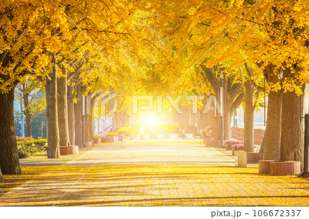 autumn ginkgo trees tunnel in the morning with yellow leaves besides Gokkyocheon Creek near Asan-si, Korea 106672337
