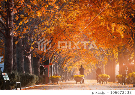 autumn ginkgo trees tunnel in the morning with yellow leaves besides Gokkyocheon Creek near Asan-si, Korea 106672338
