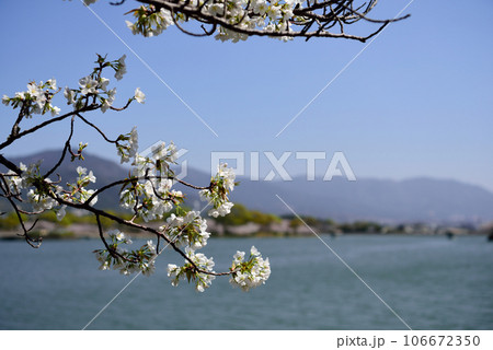 駕与丁公園の桜 106672350