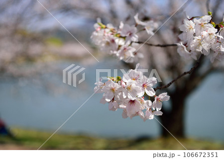 駕与丁公園の桜 106672351