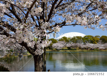 駕与丁公園の桜 106672352