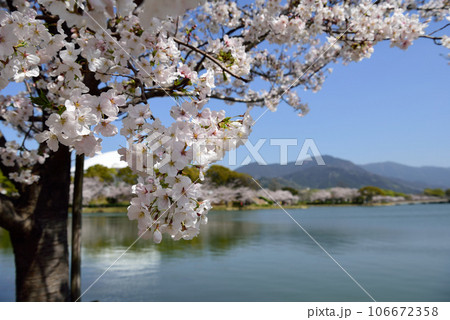 駕与丁公園の桜 106672358