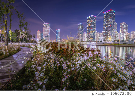 White flowers and beautiful night view at Songdo Central Park in Songdo  District, Incheon South Korea. 106672380