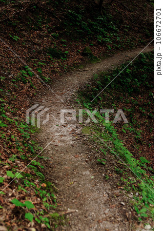 薄暗くて不気味な登山道 薄暗くて不気味な登山道 106672701