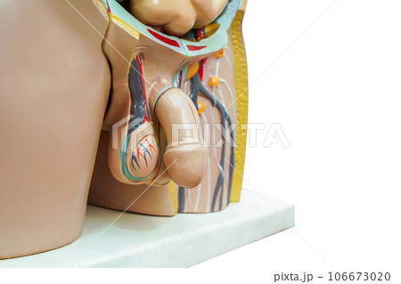 Penis in male human anatomy model for study education medical course. 106673020