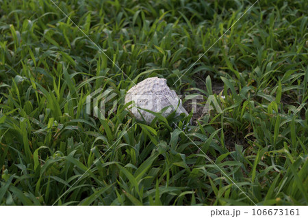 オニフスベ(キノコ) オニフスベ(キノコ) 106673161