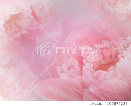 Flowers pink  peonies.  Floral  background. Petals peonies. Close-up. Nature. Flowers pink  peonies.  Floral  background. Petals peonies. Close-up. Nature. 106673282