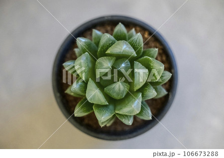 多肉植物 ハオルチア クーペリー 多肉植物 ハオルチア クーペリー 106673288