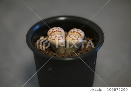鉢植え リトープス レティキュラータ 多肉植物 鉢植え リトープス レティキュラータ 多肉植物 106673290
