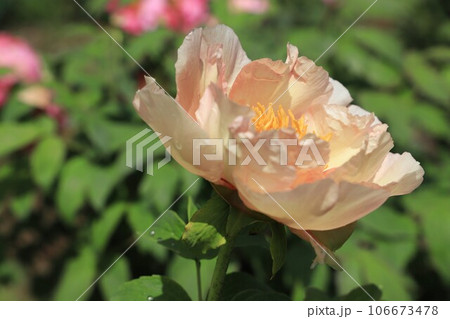 牡丹（ボタン）の大輪 106673478