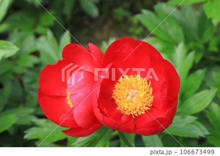 芍薬（シャクヤク）の花 106673499