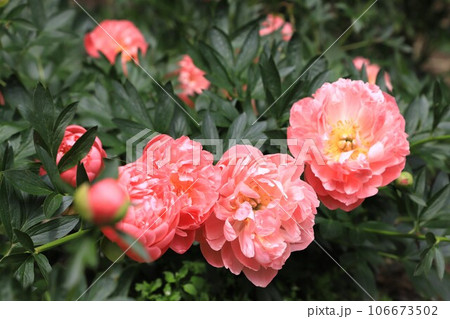 芍薬(シャクヤク)の花 芍薬(シャクヤク)の花 106673502