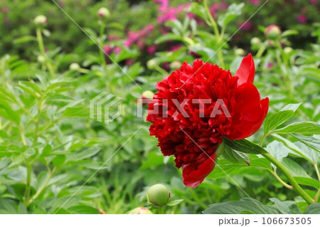 芍薬（シャクヤク）の花 106673505