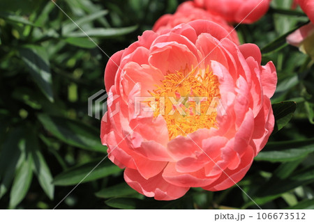 芍薬(シャクヤク)の花 芍薬(シャクヤク)の花 106673512